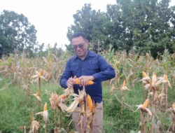 panen jagung