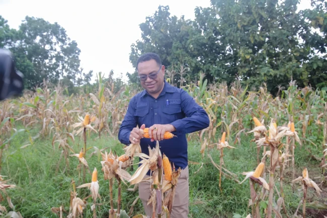 panen jagung