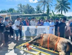 Wabup Belu Serahkan Sapi Kurban Bantuan Presiden Prabowo untuk Jamaah Masjid Al-Ikhlas Halilulik