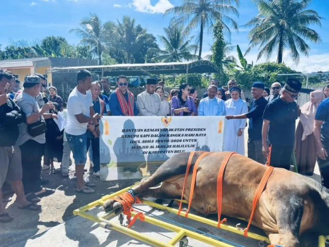 sapi kurban belu